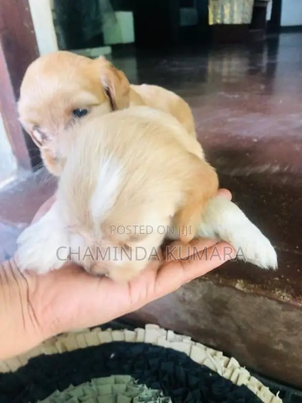 Terrier Puppy