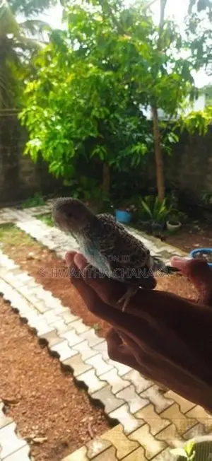 Love Bird