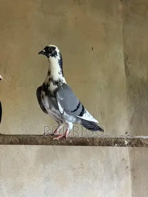 Pigeon Indian Kiran