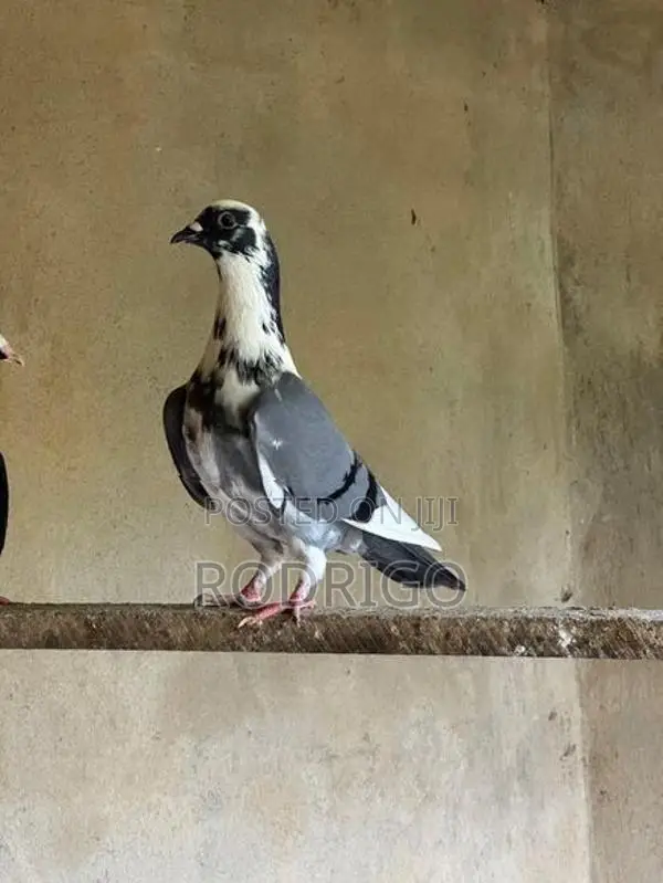 Pigeon Indian Kiran