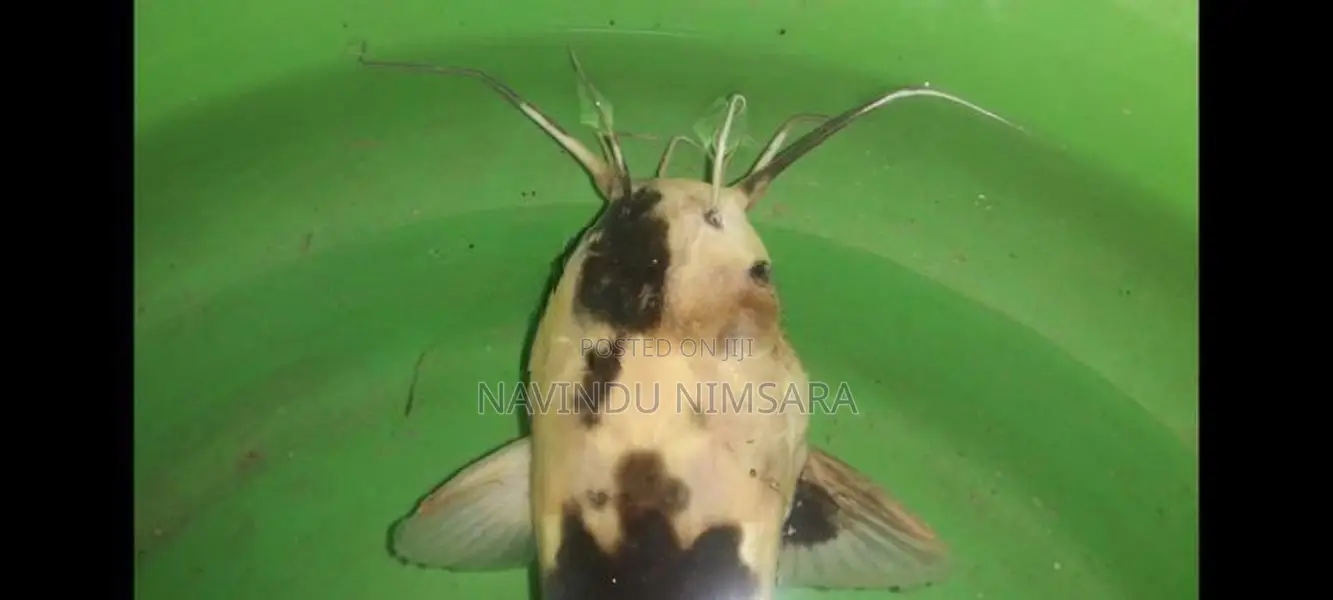 spotted catfish