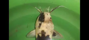 spotted catfish