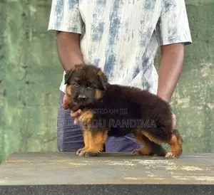 German Shepherd Puppies