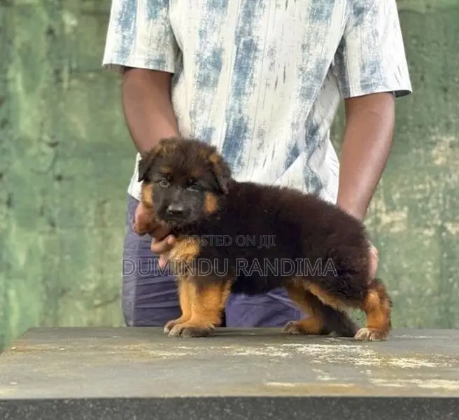 German Shepherd Puppies