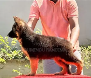 German shepherd puppies