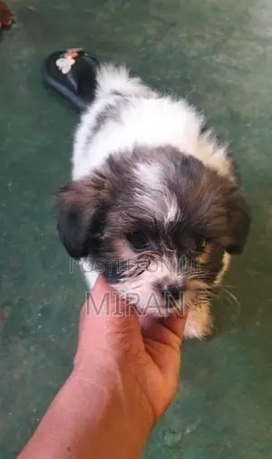 Shih Tzu Puppies