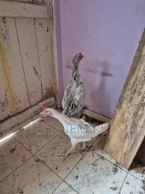 Shamo chicken