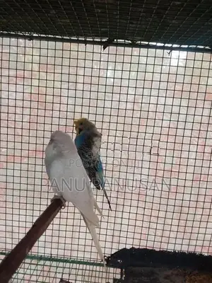 Helicopter Love Birds