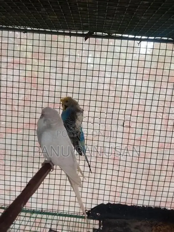 Helicopter Love Birds