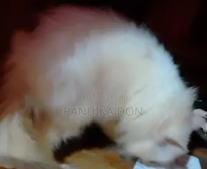 Male Persian Kitten