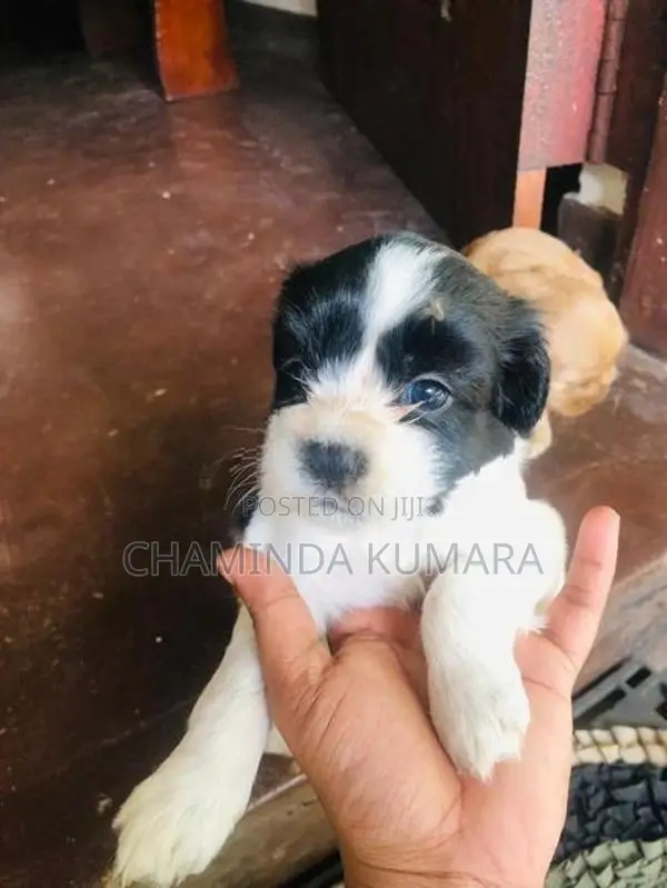 Terrier Puppy
