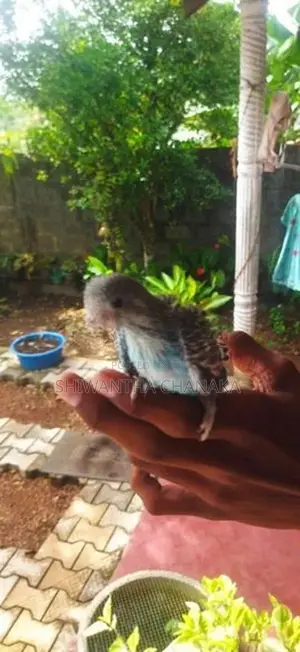 Love Bird