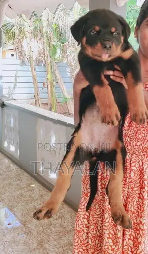 Rottweiler Puppy