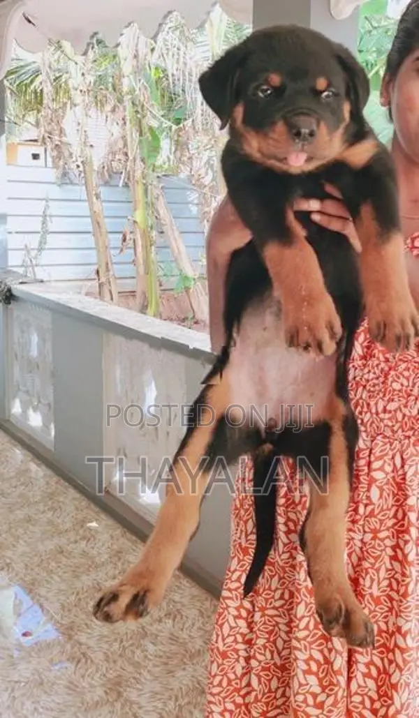 Rottweiler Puppy