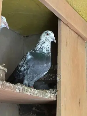 Pigeon Indian Kiran