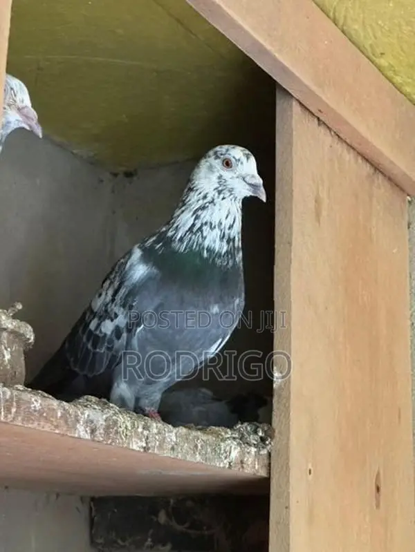 Pigeon Indian Kiran