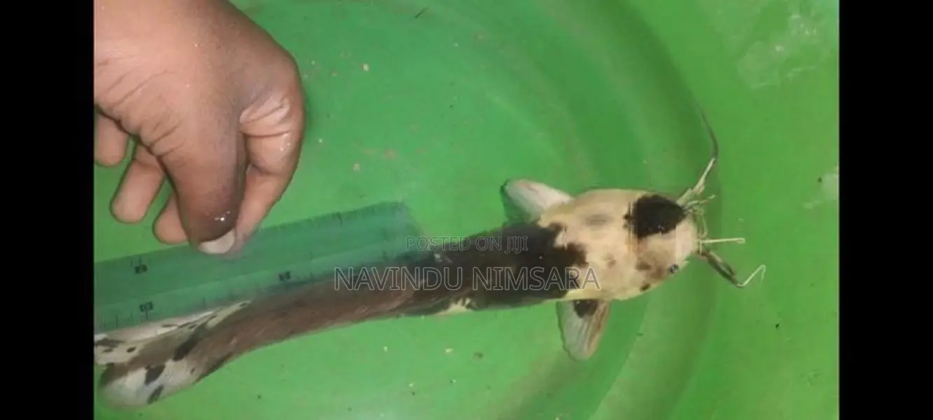 spotted catfish
