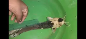 spotted catfish