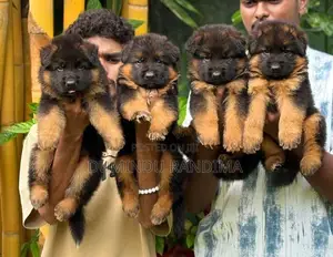 German Shepherd Puppies