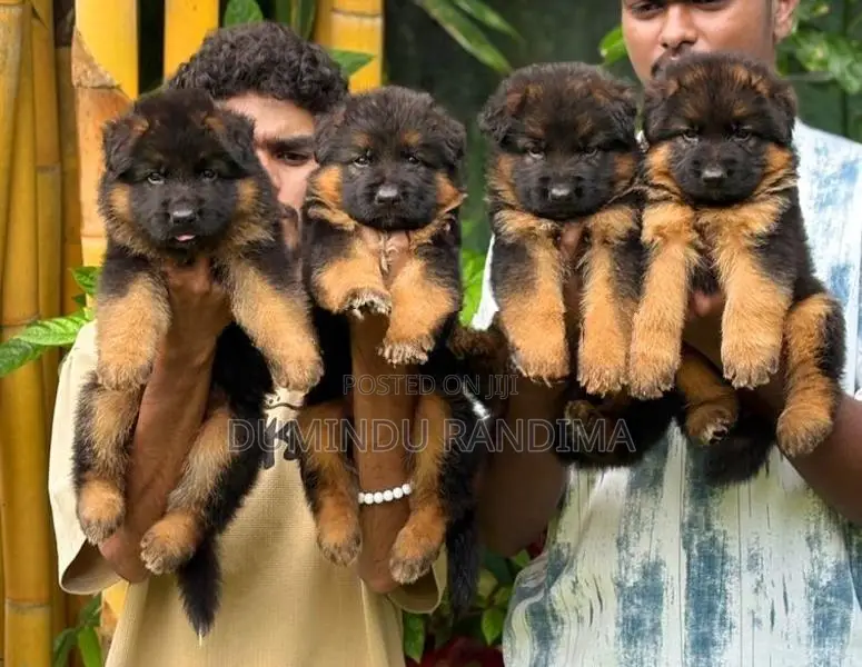 German Shepherd Puppies