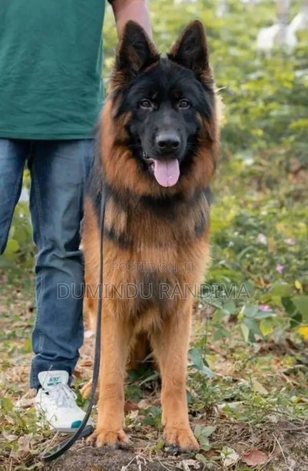 German shepherd puppies