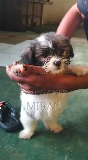 Shih Tzu Puppies