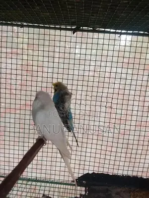 Helicopter Love Birds