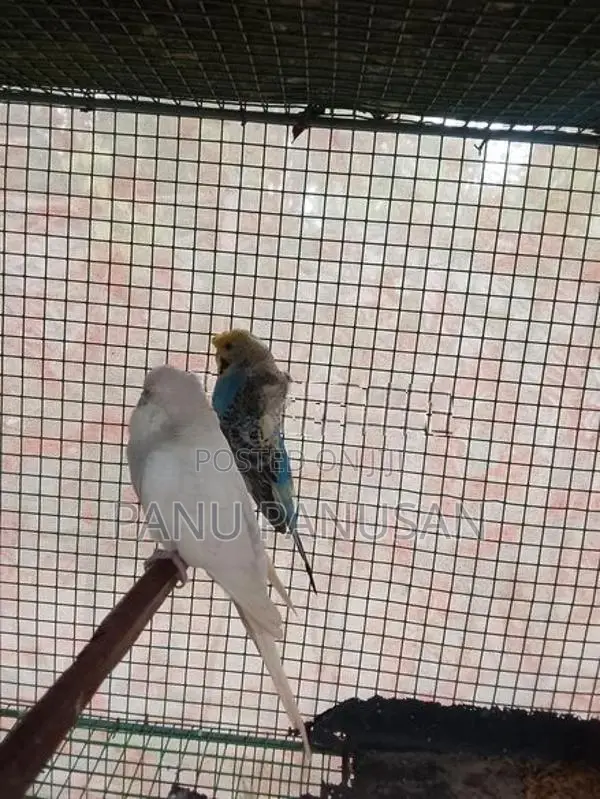 Helicopter Love Birds