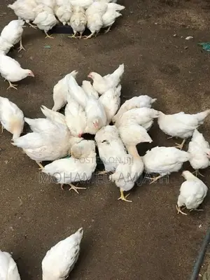 Farm Hens