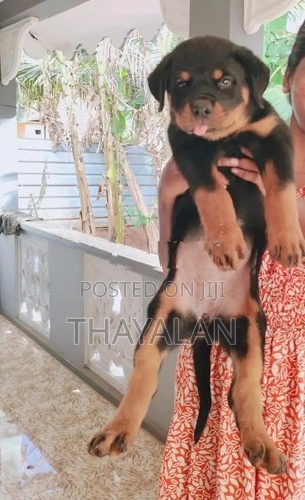 Rottweiler Puppy