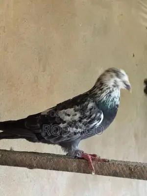 Pigeon Indian Kiran