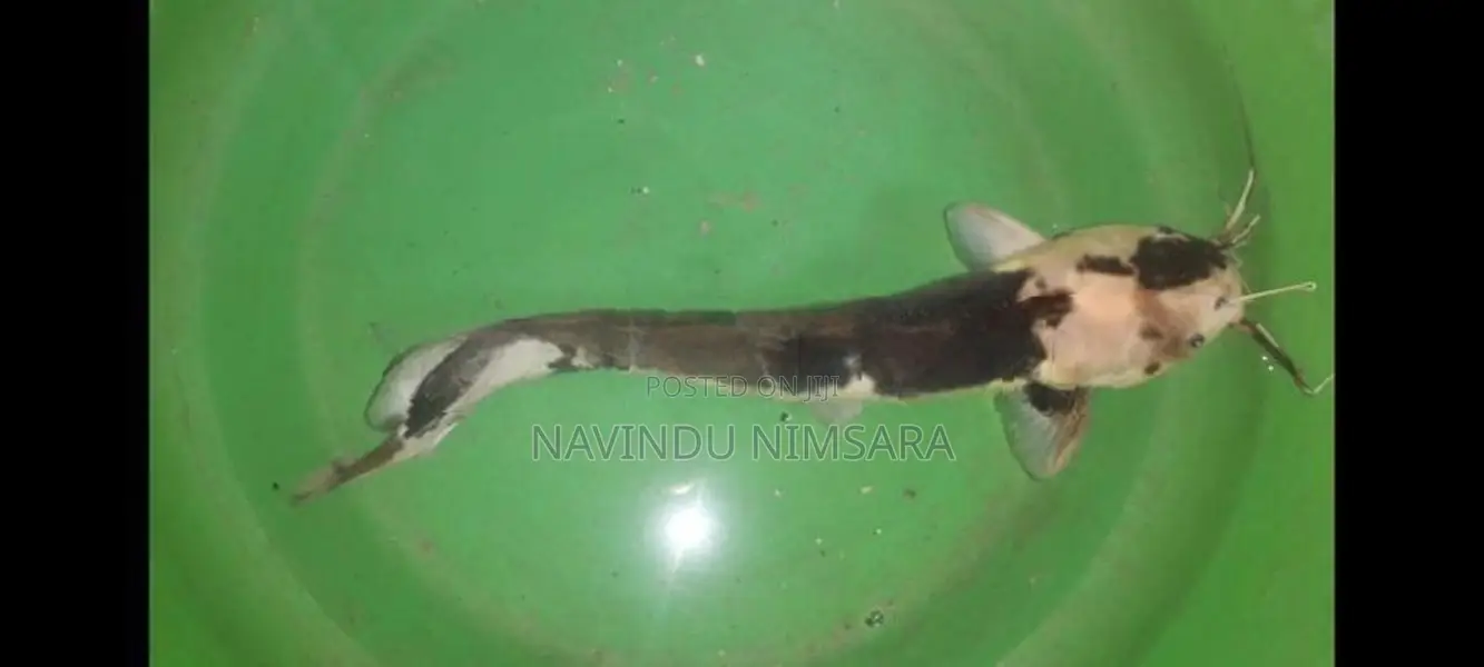 spotted catfish