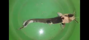 spotted catfish