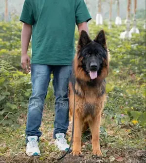 German Shepherd Puppies