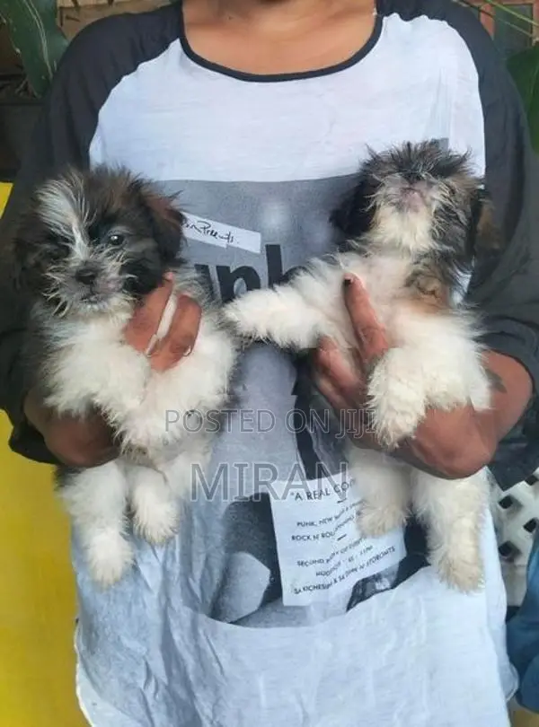 Shih Tzu Puppies