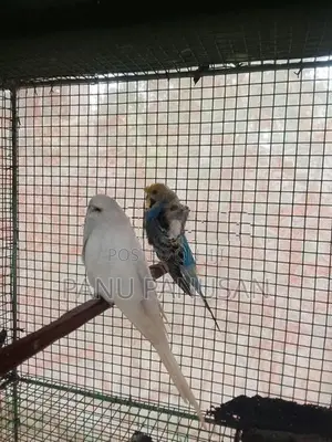 Helicopter Love Birds