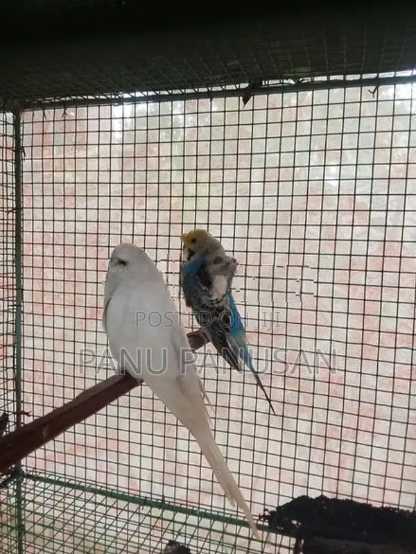 Helicopter Love Birds