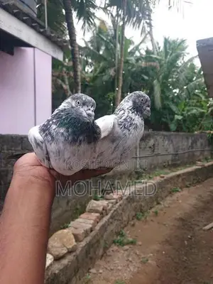 Pakistan Timer Pigeon