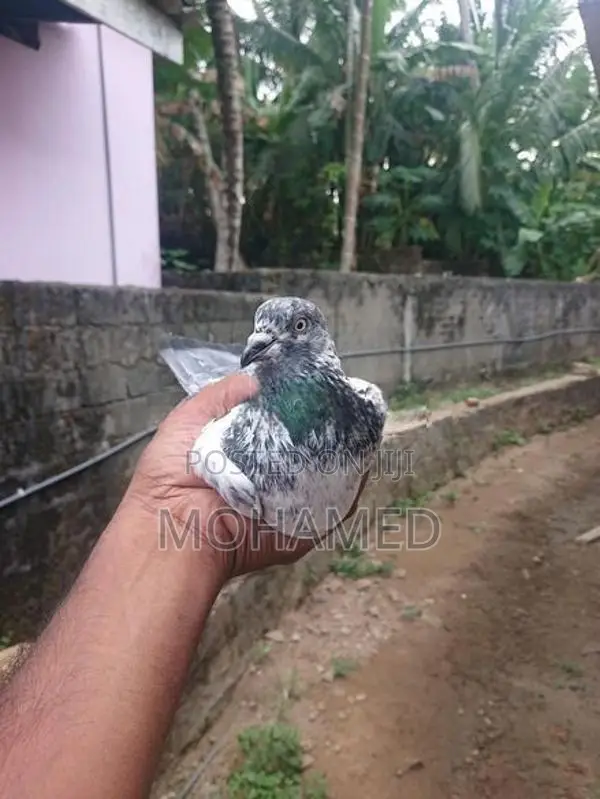 Pakistan Timer Pigeon