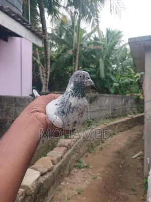 Pakistan Timer Pigeon