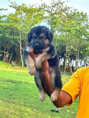 German Shepherd Male Puppy