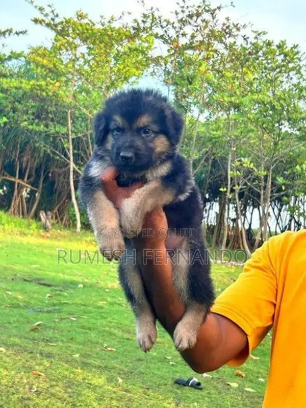 German Shepherd Male Puppy
