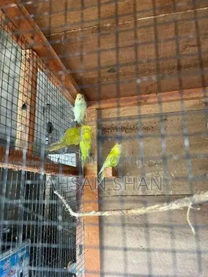 Love Birds