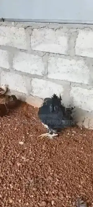 Fantail Pigeon