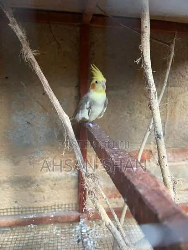 Cockatiel Birds