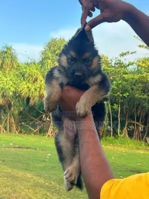 German Shepherd Male Puppy