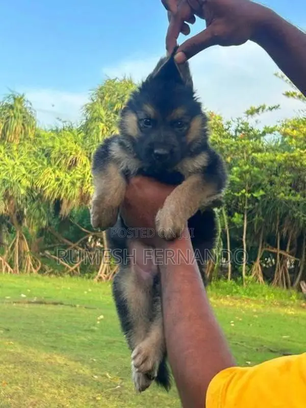 German Shepherd Male Puppy