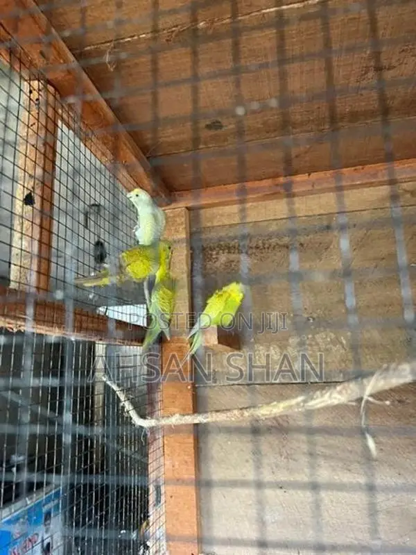 Love Birds