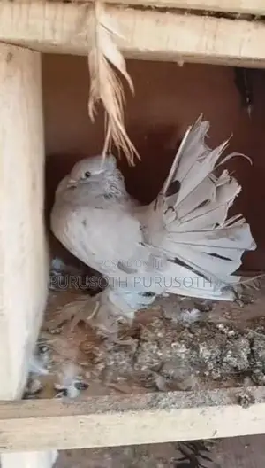 Fantail Pigeon