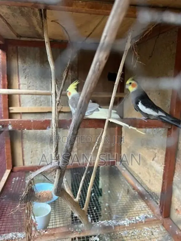 Cockatiel Birds